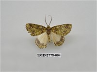 藏品(尺蛾348)的圖片